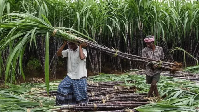 30_10_2022-sugarcane_farmers_23171394