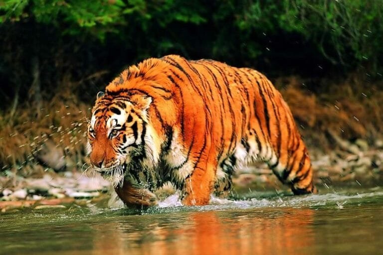 सर्दी आते ही सुंदरवन में बाघों का आतंक शुरू!