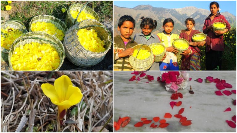 आखिर क्यों मनाया जाता है हमारे देश में फूलदेई पर्व?