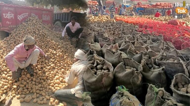 क्या अब देश में बढ़ सकते हैं आलू के भाव?