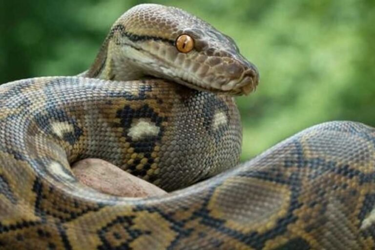 अजगर का एक और हमला, सांप के पेट से महिला का शव बरामद, एक महीने में दूसरी घटना