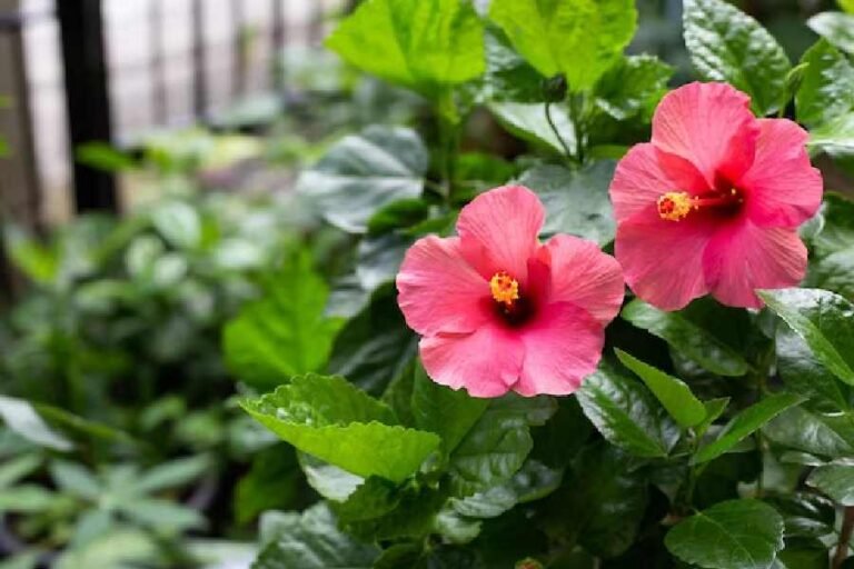 शौक का पौधा ठीक से नहीं बढ़ रहा, कैसे करें देखभाल फूलों की कमी नहीं होगी?