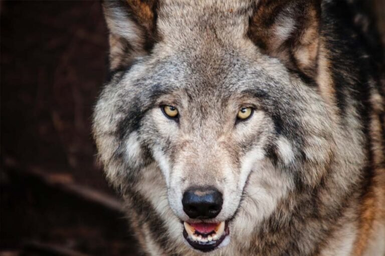 गर्दन काटने की कोशिश के बाद आखिरी आदमखोर भेड़िये को ढूंढने में वन विभाग बेताब