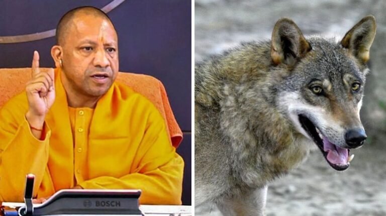 आखिर अपने शिकार को कैसे अंजाम देता है एक भेड़िया?
